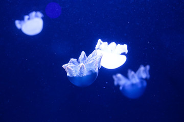 Background a lot of jellyfish, underwater world