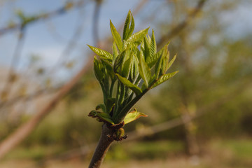 Spring has come, the first green. Nature wakes up. Dissolve the first leaves on the branches. Green house on the windowsill. Warm days. The branches of a maple in the circle. Kidney trees disclosed.