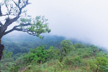 Obraz premium heavy fog, cloud and mist in tropical rainforest in mon jong doi at Chaing mai, Thailand