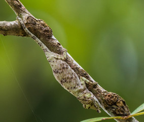 Chameleon on a branch