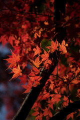 紅葉  縦
