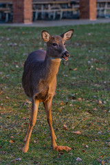 Young deer at the sunset