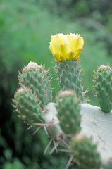 Flowering Indian Fig Opuntia