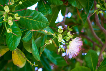 Tropical trees on the ocean beach. Calm and peaceful scene.