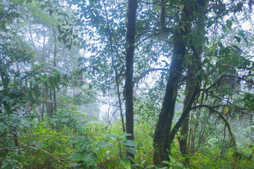 heavy fog, cloud and mist in tropical rainforest in mon jong doi at Chaing mai, Thailand