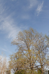 Beautiful nature at morning in the misty spring forest with sun rays