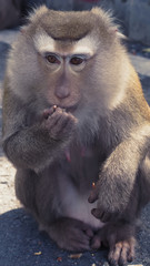 Pensive monkey eating peanuts