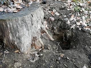 davTIER-ERDBEHAUSUNG