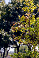 Fototapeta premium Pomegramate tree at St. Savior Armenian Convent in Jerusalem