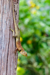 Image of chameleon on the tree on nature background. Reptile