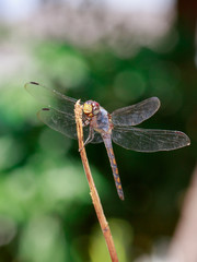 Image of Blue Chaser dragonfly(Potamarcha congner) on a branch on nature background. Insect. Animal
