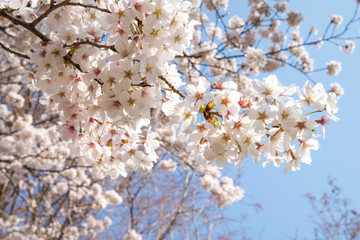 桜　満開