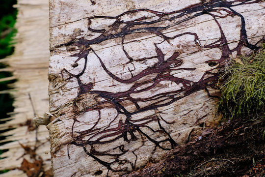 Honey fungus rizomorphes closeup