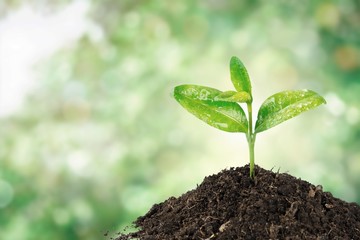 A newly planted plant