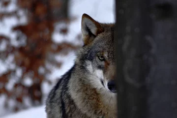 Fototapeten beautiful wolf (canis lupus) in winter, wolf in snowy landscape, attractive winter scene with wolf, beautiful winter landscape, wolf in forest, winter scenery with big predator © Ji