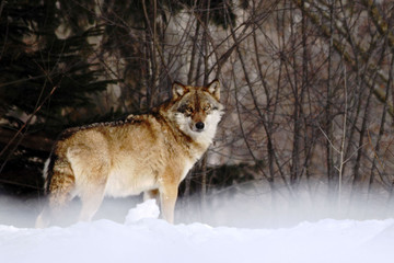 beautiful wolf (canis lupus) in winter, wolf in snowy landscape, attractive winter scene with wolf, beautiful winter landscape, wolf in forest, winter scenery with big predator
