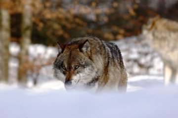 beautiful wolf (canis lupus) in winter, wolf in snowy landscape, attractive winter scene with wolf, beautiful winter landscape, wolf in forest, winter scenery with big predator