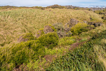 Fototapeta na wymiar Wunderschönes Tasmanien - Grüne Landschaft an der Cradle Coast