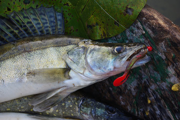 Zander fish