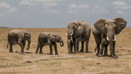 Elephants at Amboseli National Park, Kenya
