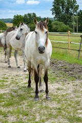 Obraz premium Horses