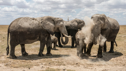 Obraz premium Elephants at Amboseli National Park, Kenya