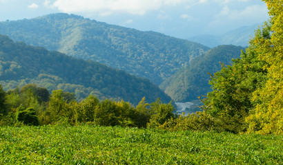 High-altitude tea plantation on a summer day