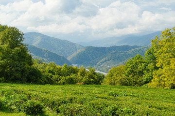 High-altitude tea plantation on a summer day