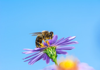 Bee Collecting Nectar on a Aster Flower