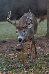 Fallow deer with horns in the forest