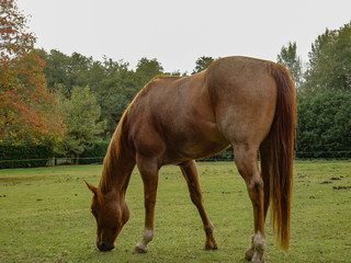 Obraz premium Horses