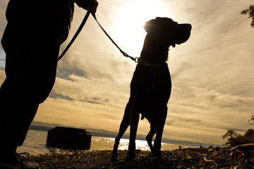 Dog on leash looking away