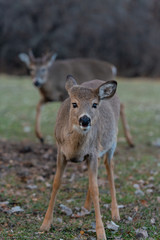 Young deer in the forest