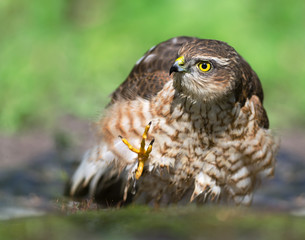 Sparrowhawk