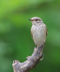 Spotted Flycatcher