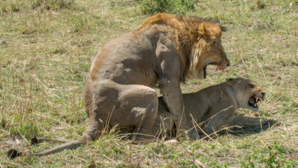 Mating Lions