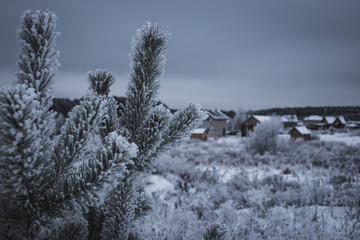 beautiful snow covered trees on a frosty winter day