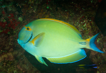 Eye stripped surgeonfish