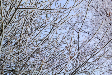 Obraz premium Beautiful winter landscape. Frozen trees in a cold forest in winter against the sky. Christmas background