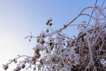 Dry hops covered with snow and hoarfrost in winter closeup