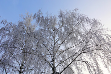 Fototapeta na wymiar Beautiful winter landscape. Frozen trees in a cold forest in winter against the sky. Christmas background