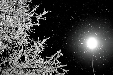 Night sky. Frozen tree covered in snow. Snow falls in the light of a street lamp.