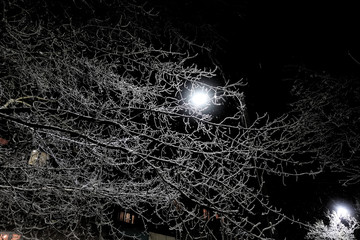 Night shot. Tree covered with snow and hoarfrost, frozen branches lit by a street lamp