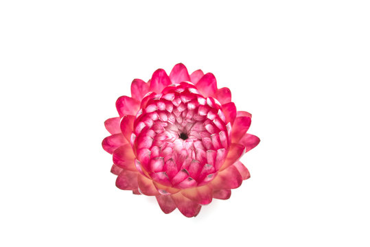カイガラソウ Images Browse 11 Stock Photos Vectors And Video Adobe Stock