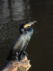 Cormorants (Phalacrocorax carbo) perched on branch in river