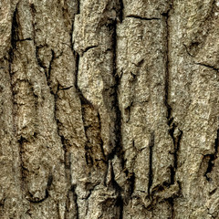 Seamless texture of old forest tree