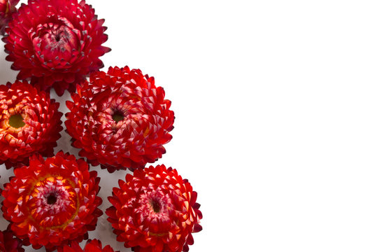 ムギワラギク Images Browse 100 Stock Photos Vectors And Video Adobe Stock