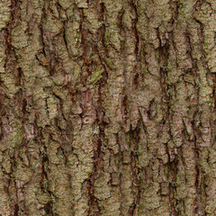 Seamless texture of old forest tree
