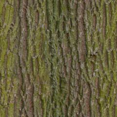 Seamless texture of old forest tree