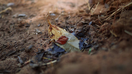 Leafs in Muddy Sand